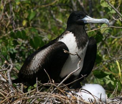 Image right: Researchers at the Smithsonian Conservation Biology Institute conducted three different kinds of genetics tests to determine that the Galapagos population of magnificent frigatebirds has been genetically different from the magnificent frigatebirds elsewhere for more than half a million years. (Photo by Frank Hailer)