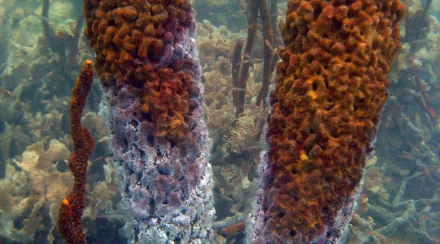 Coral bleaching event caused by warming ocean waters is documented in Panama