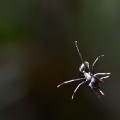 a gliding ant in a mid-air fall