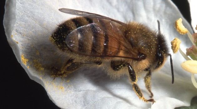 Invertebrates are ignored, overlooked by conservationists, policymakers and the public