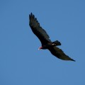 turkey vulture