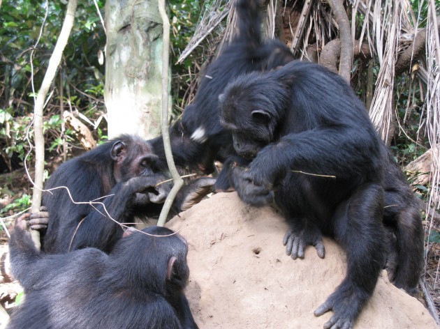 A chimpanzee troop in Gombe National Park, Tanzania, dining on termites that they pull from the mound using long sticks. (Photo by Robert O'Malley)
