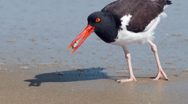 American oystercatcher (Photo by Kelly Colgan Azar)