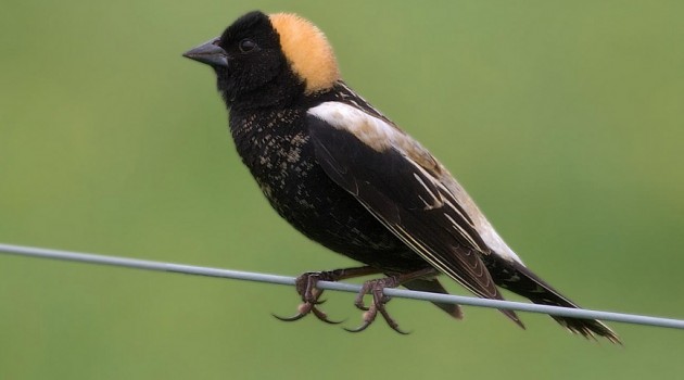 Bobolink, Chester County, Pa. (Photo by Kelly Colgan Azar)