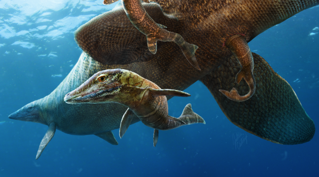 A Clidastes mosasaur gives birth to live young in the open ocean 85 million years ago. (Illustration by Julius Csotonyi)