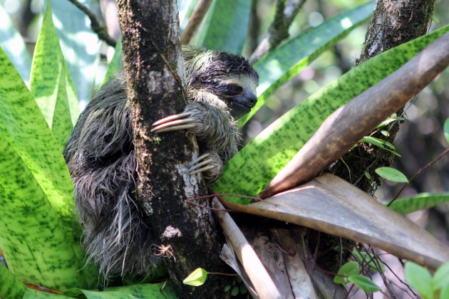 pygmy sloth