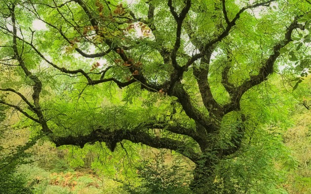 Huge old ash tree (Flickr photo by spodzone)