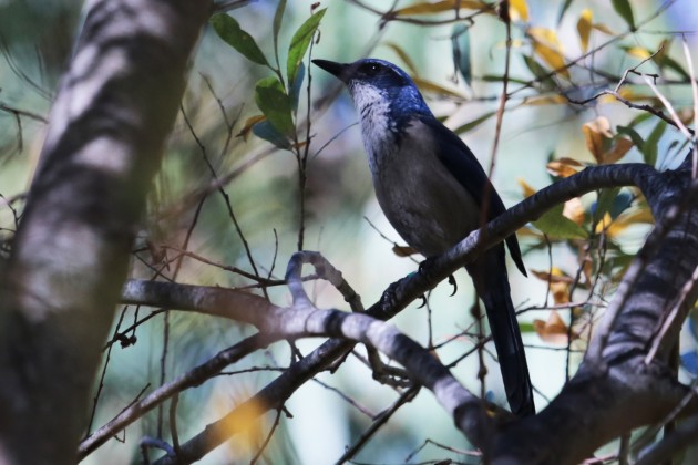 Island Scrub-Jay Santa Cruz Island, CA (Photo by Aaron Maizlish)