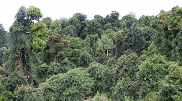 Typical uneven and billowing canopy of a sub tropical rainforest. Dorrigo National Park, New South Wales, Australia. Vines covering the tree tops are prominent in this photo. (Flickr photo by Pete the Poet)