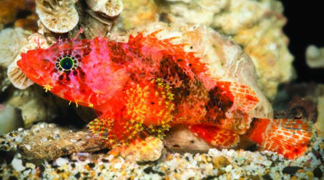 Live specimen of the new scorpionfish "Scorpaenodes barrybrowni." (Image by Barry Brown)