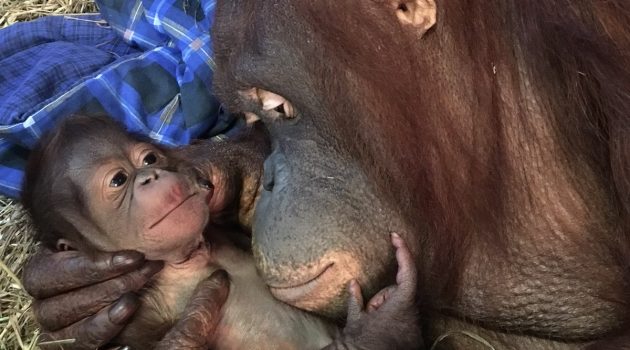 Batang and her infant in the Great Ape House at the Smithsonian’s National Zoo. (Photo by Alex Reddy, Smithsonian’s National Zoo)