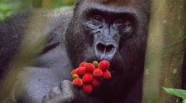 Adult male western lowland gorilla named ‘Makumba’ studied in the Primate Habituation Programme of WWF, eats ripe indoya fruit ("Trichoscypha acuminata") in the Dzanga Sangha Protected Areas of Central African Republic. (Photo by Christopher Whittier)