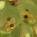 embryo in egg