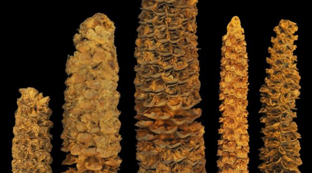 A selection of preserved maize cobs from El Gigante rockshelter. (Photo by Thomas Harper)