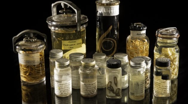 An assortment of specimens from the Smithsonian's National Parasite Collection at the National Museum of Natural History. The National Parasite Collection holds more than 20 million parasite specimens in connection with information about their geographic distribution and host animals. (Photo by Paul Fetters)