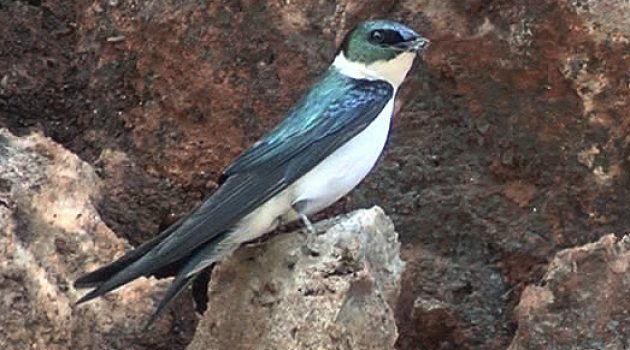 After a nearly 20-year search, this Jamaican bird is probably extinct
